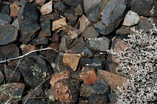Claytonia umbellata (Great Basin spring beauty) — photo