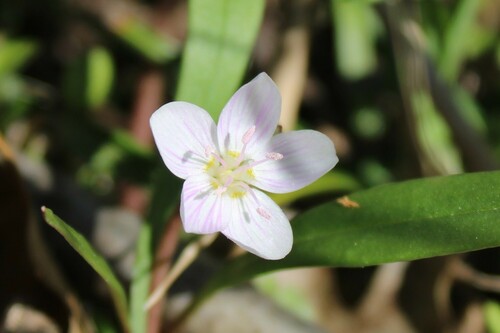 Claytonia virginica (Spring beauty) — photo