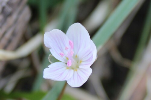 Claytonia virginica (Spring beauty) — photo