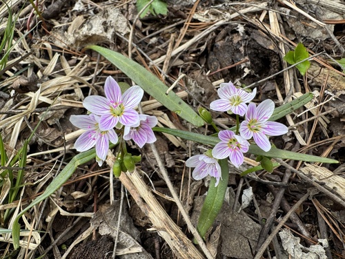 Claytonia virginica