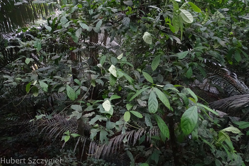 Cleidion brevipetiolatum (Cua ga mui mac) — photo
