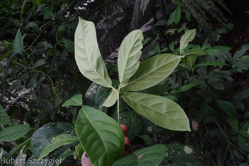 Cleidion brevipetiolatum (Cua ga mui mac) — photo
