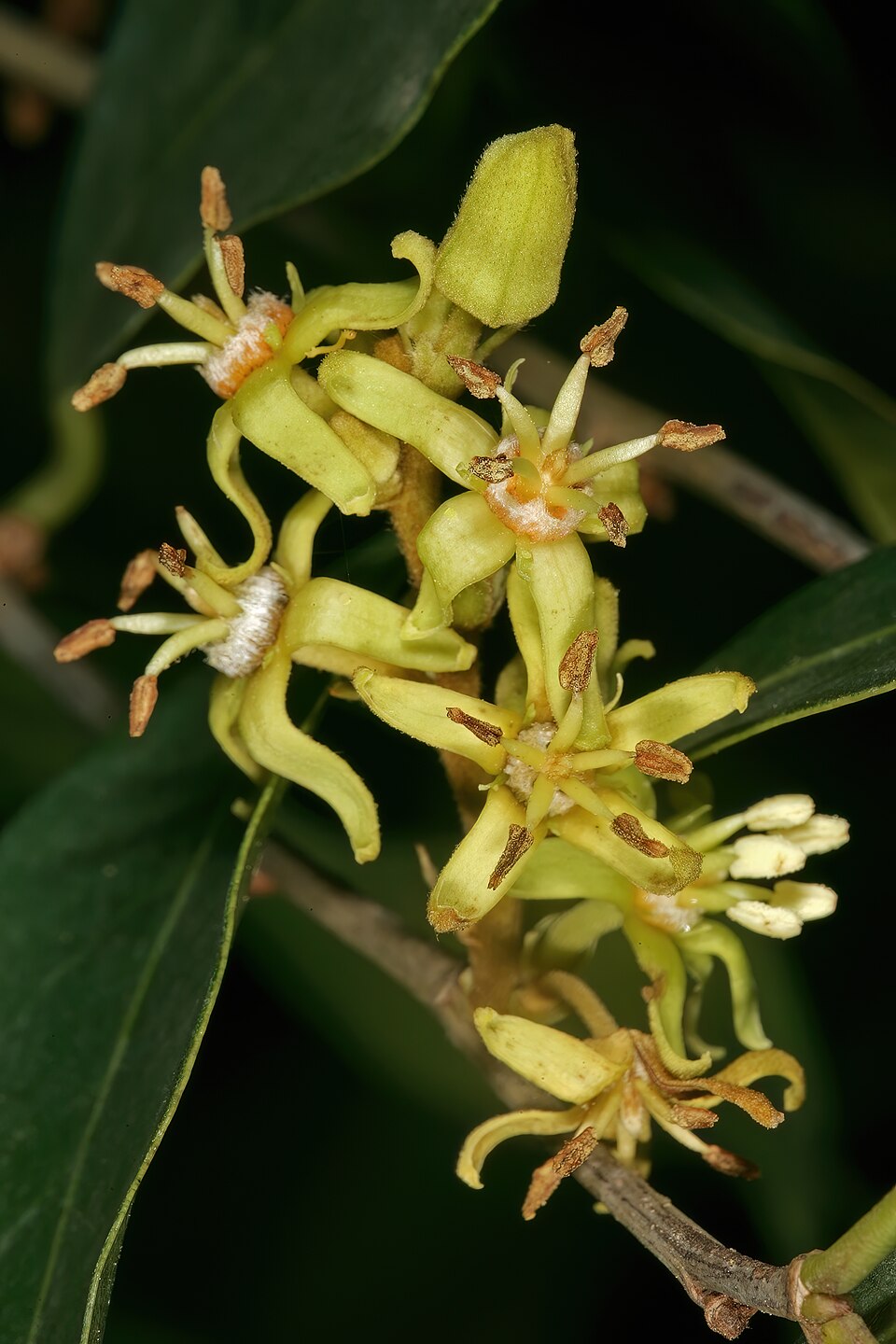Cleistanthus polystachyus