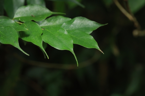 Cleistanthus sumatranus — photo