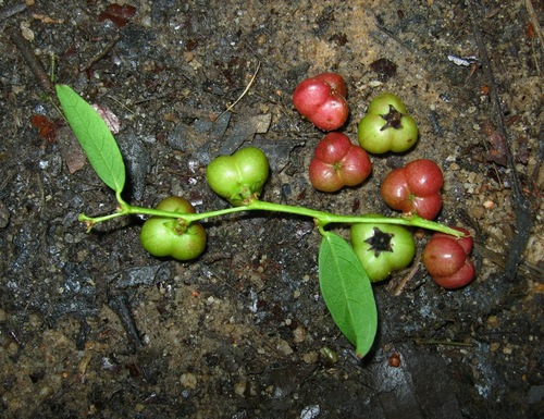 Cleistanthus sumatranus