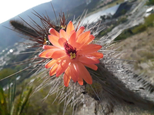 Cleistocactus sepium — photo