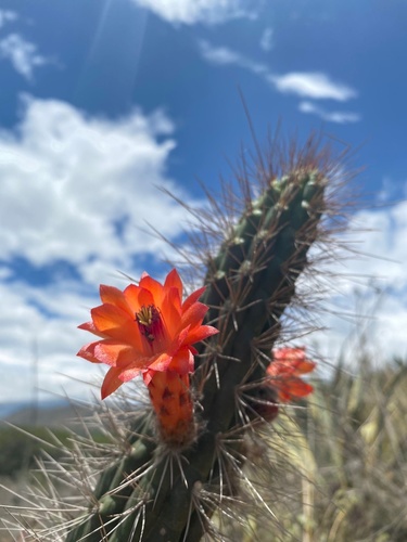 Cleistocactus sepium — photo