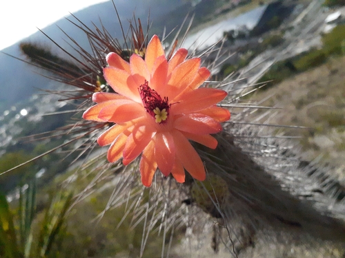 Cleistocactus sepium