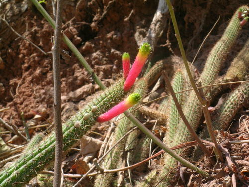 Cleistocactus smaragdiflorus (Firecracker cactus) — photo