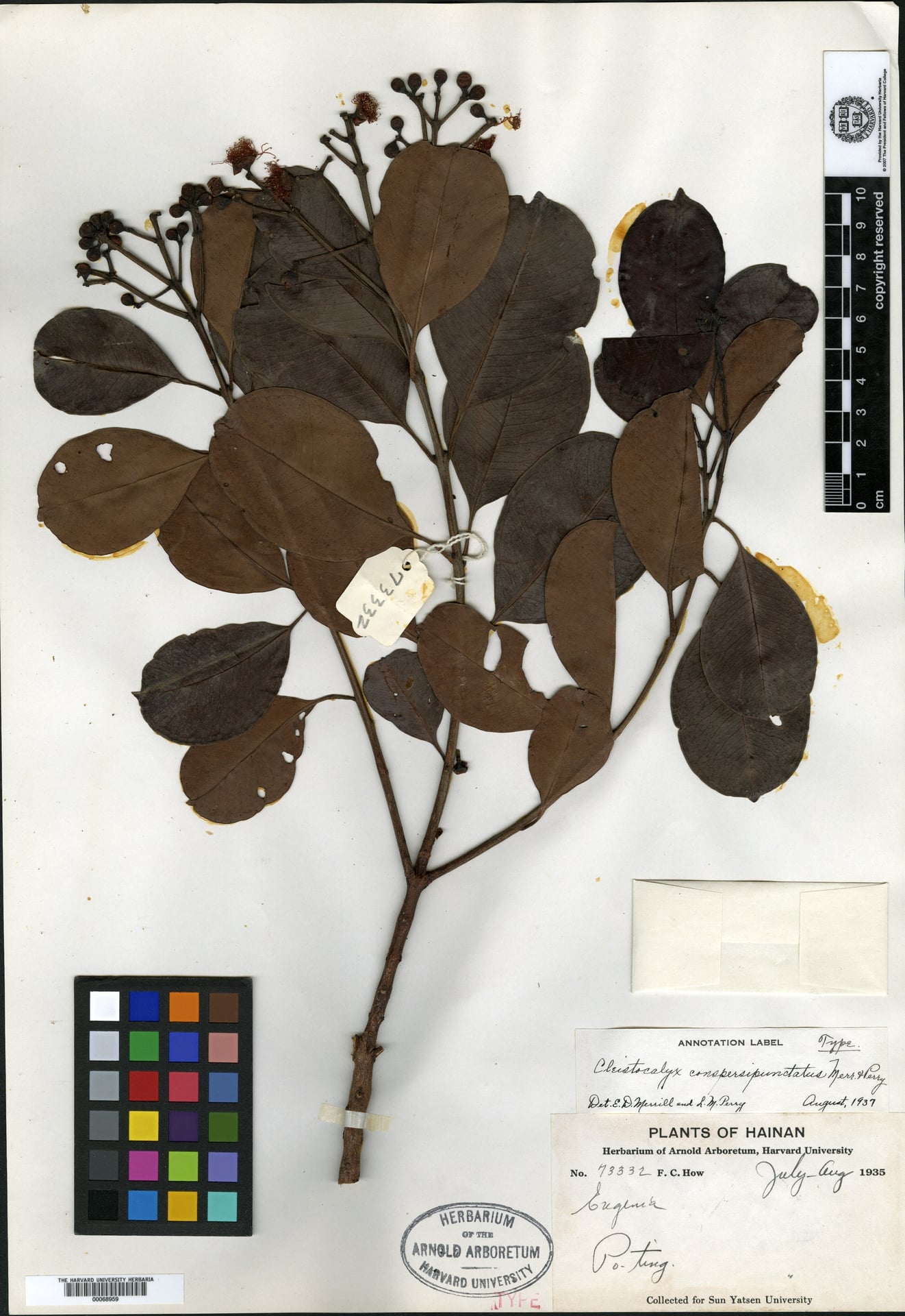 Cleistocalyx conspersipunctatus