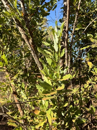 Cleistochlamys kirkii (Purple cluster pear) — photo