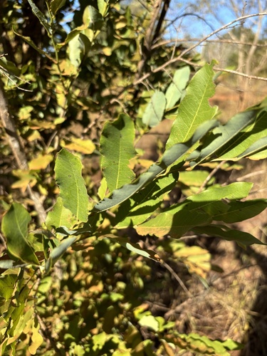 Cleistochlamys kirkii (Purple cluster pear) — photo