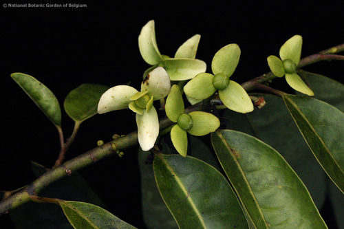 Cleistopholis glauca — photo