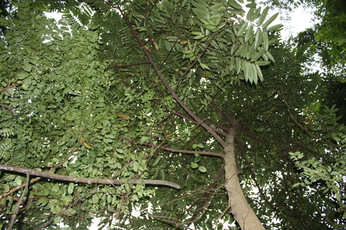 Cleistopholis patens (Salt and Oil tree) — photo