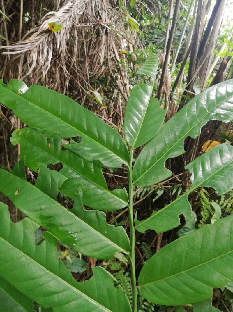Cleistopholis sp. (Avom) — photo