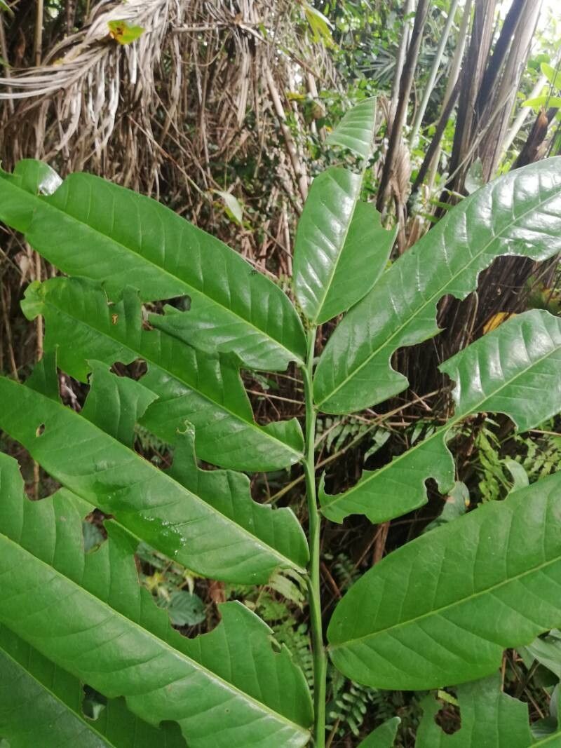 Cleistopholis sp. (Avom) — photo