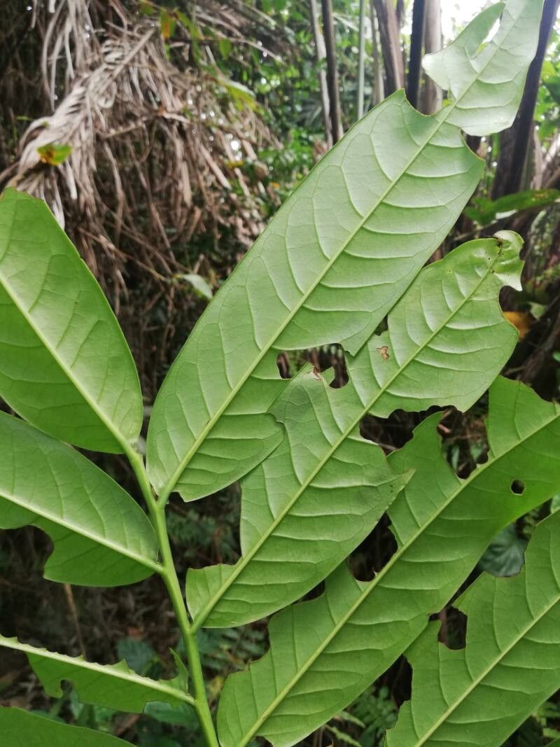 Cleistopholis sp.