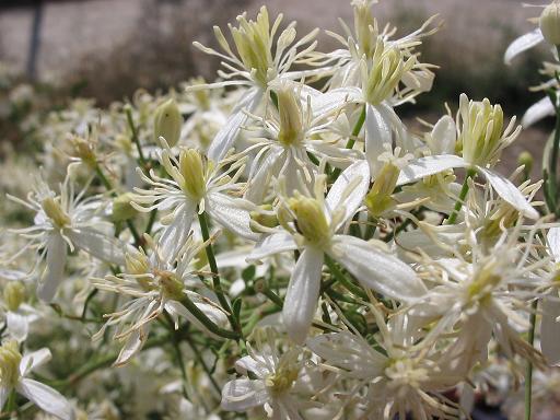 Clematis angustifolia (Virgin's Bower) — photo