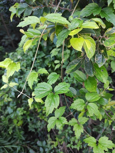 Clematis apiifolia (Botanzuru) — photo
