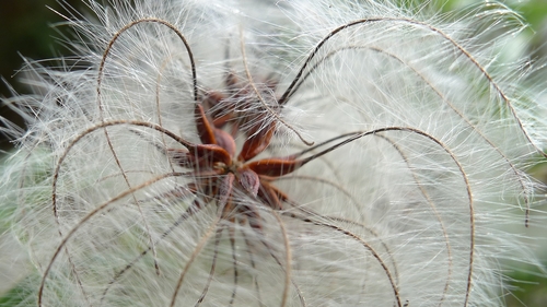 Clematis aristata (Old man's beard) — photo