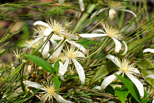 Clematis aristata