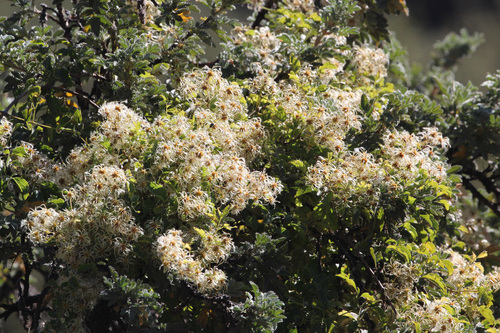Clematis brachiata — photo