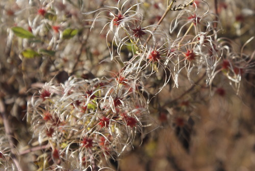 Clematis brachiata — photo
