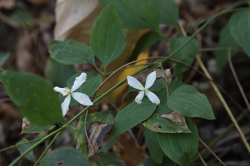 Clematis brachyura — photo