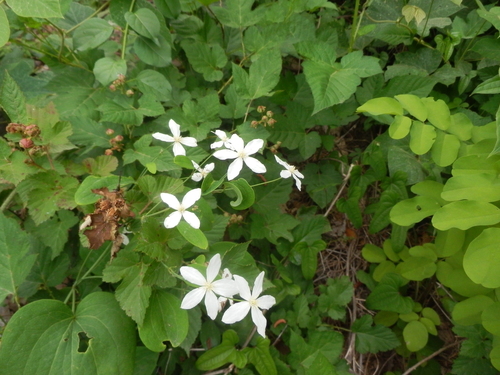 Clematis brachyura