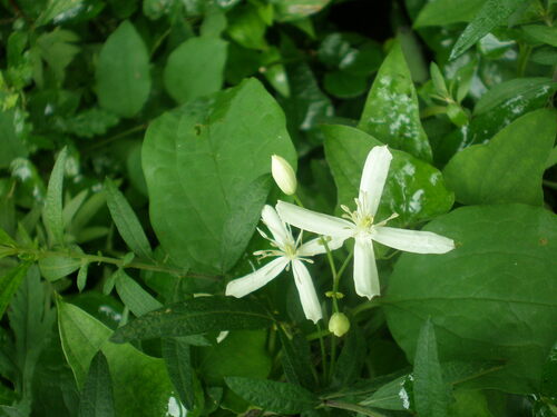 Clematis brachyura — photo