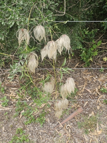 Clematis campestris — photo