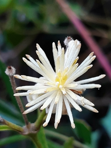 Clematis campestris