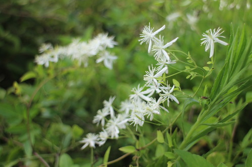 Clematis chinensis (Wei ling xian) — photo