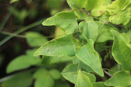 Clematis chinensis (Wei ling xian) — photo