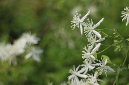 Clematis chinensis