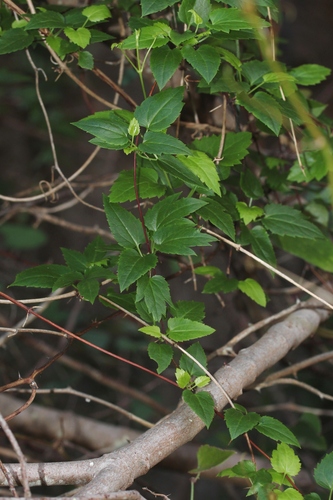 Clematis cirrhosa (Evergreen traveller's joy) — photo