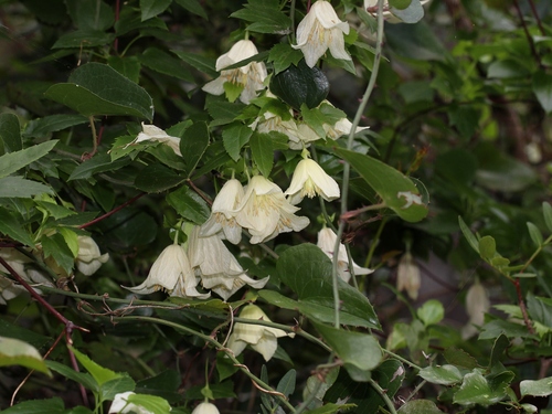 Clematis cirrhosa (Evergreen traveller's joy) — photo