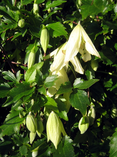 Clematis cirrhosa