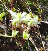 Clematis flammula (Fragrant virgin's bower) — photo