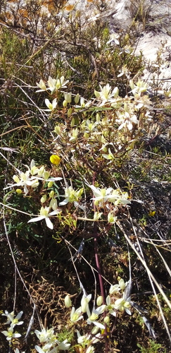Clematis flammula (Fragrant virgin's bower) — photo