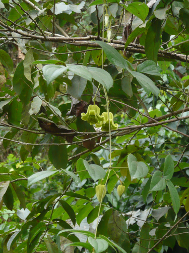 Clematis grandiflora (Adapopo) — photo