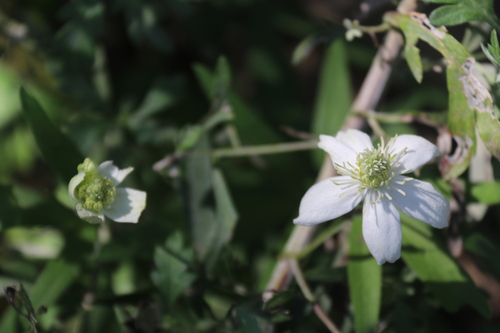Clematis hexapetala (Mongolian tea clematis) — photo