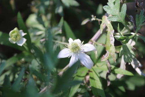 Clematis hexapetala