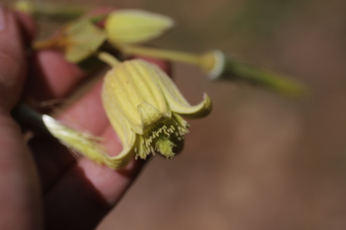 Clematis longicauda — photo