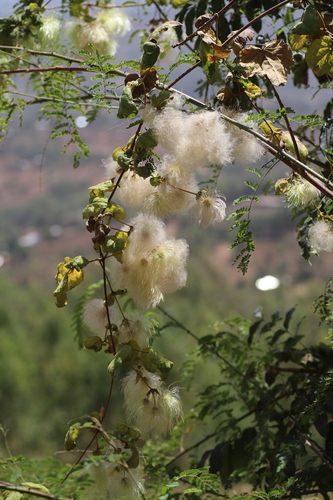 Clematis longicauda