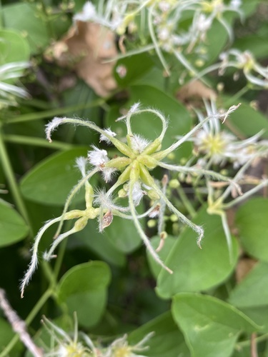 Clematis maximowicziana (Sweet autumn clematis) — photo