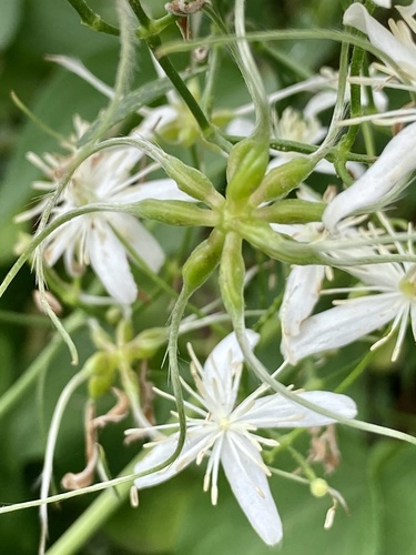 Clematis maximowicziana (Sweet autumn clematis) — photo