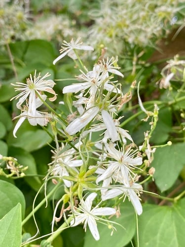 Clematis maximowicziana