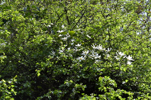 Clematis paniculata (Panicled Clematis) — photo
