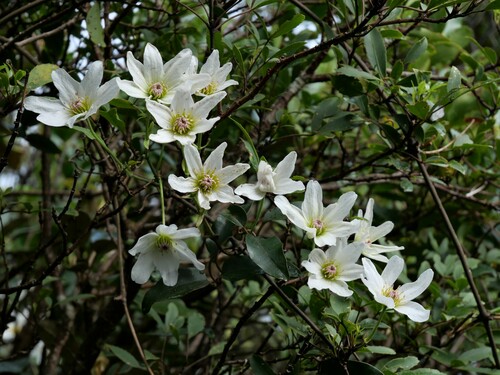 Clematis paniculata (Panicled Clematis) — photo